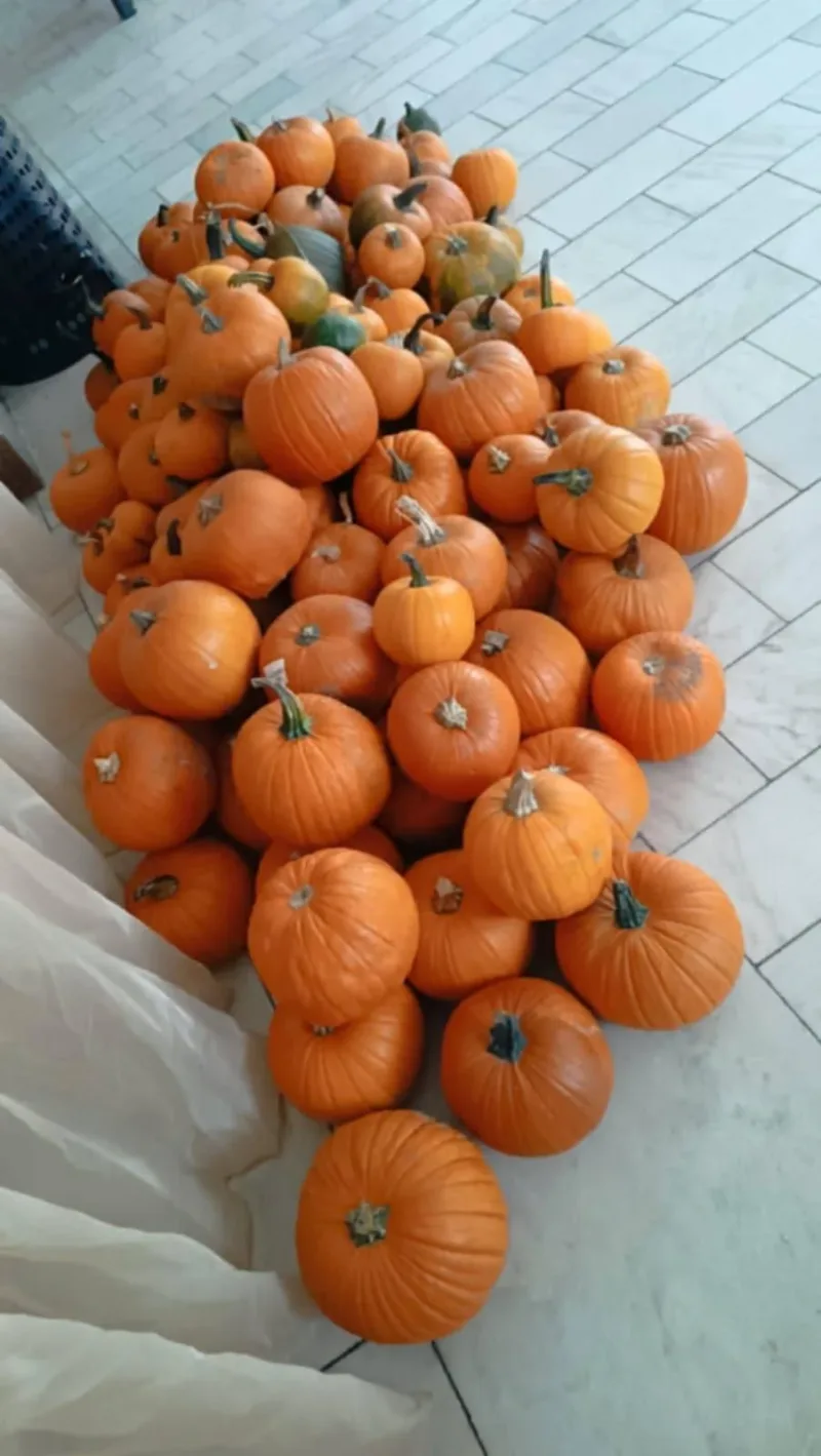 11. 10. 2024 Oranžové odpoledne, Komárov